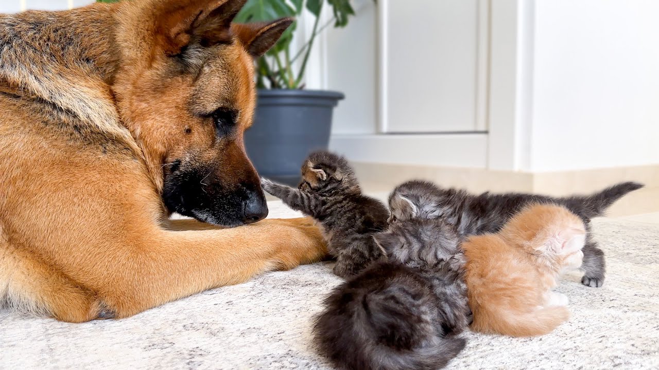 Kittens Adopt a German Shepherd as Their Mom 😍
