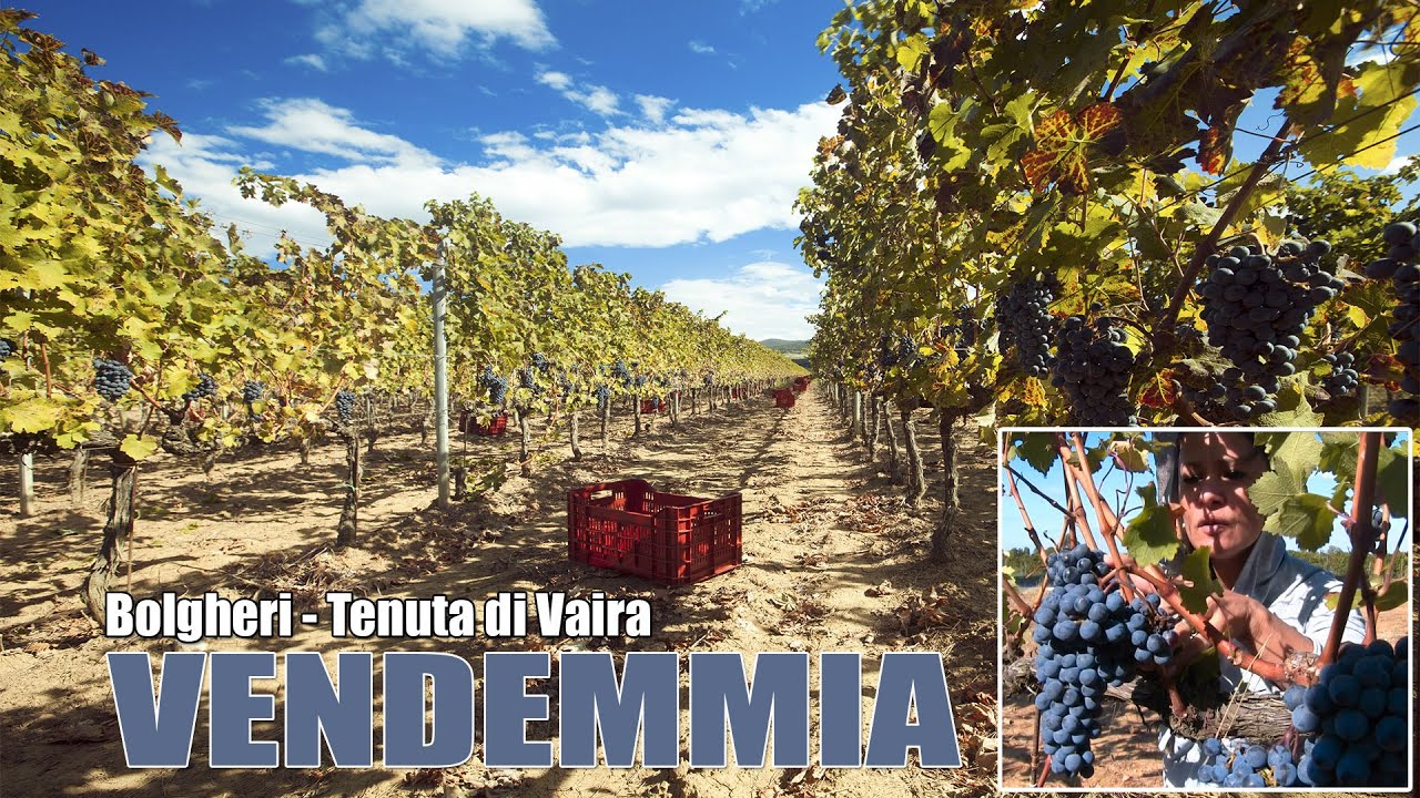 Vendemmia a Bolgheri in Toscana  - Wine tasting in Tuscany - degustazione vini e visita cantina