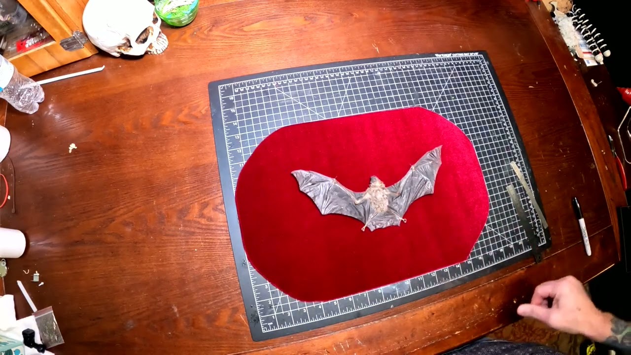 Framed Bat - Taxidermy Mount