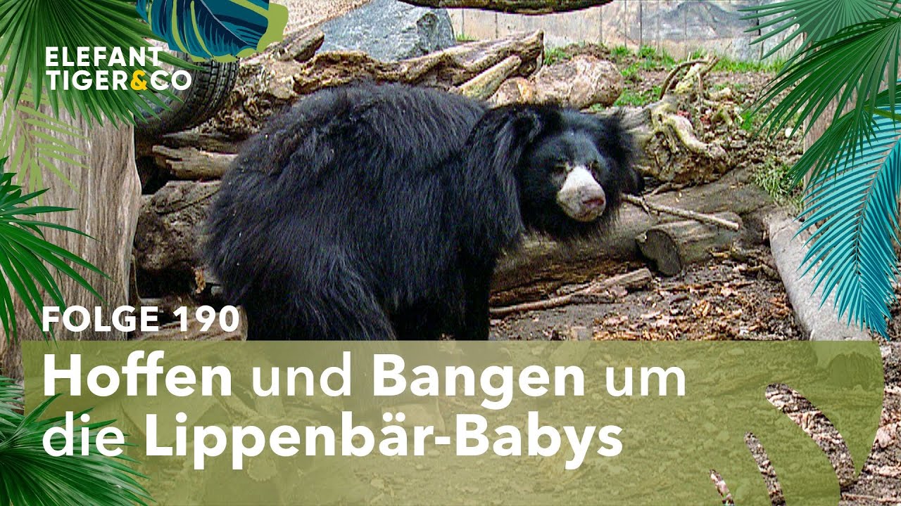 Freud und Leid bei den Leipziger Lippenbären (Folge 190) | Elefant, Tiger & Co. | MDR