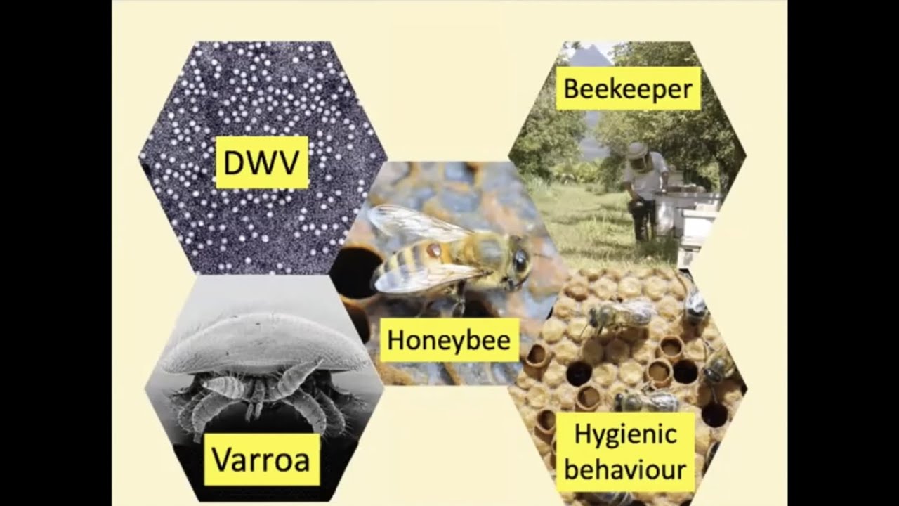 Understanding Varroa Mite Resistance