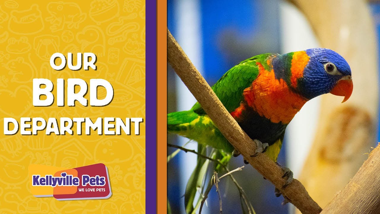 Our Bird Department