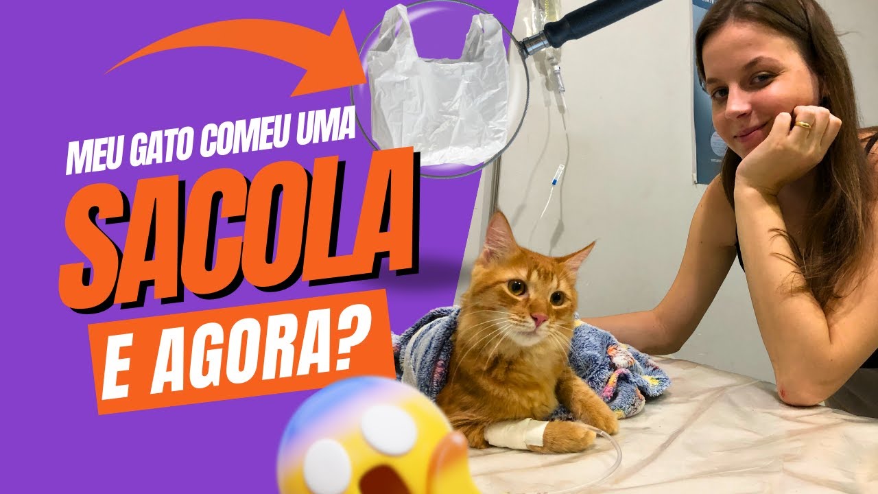 Meu gato comeu uma sacola e agora?