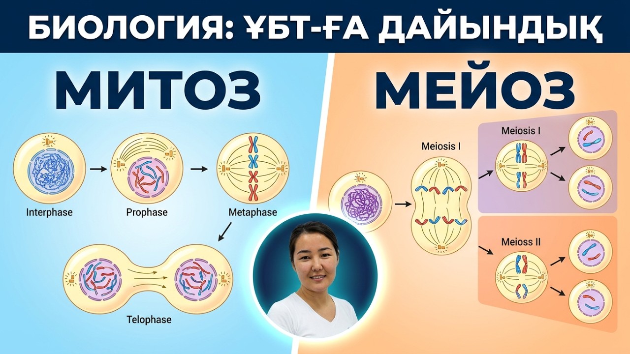 ҰБТ-ға дайындық. Биология. Митоз. Мейоз.