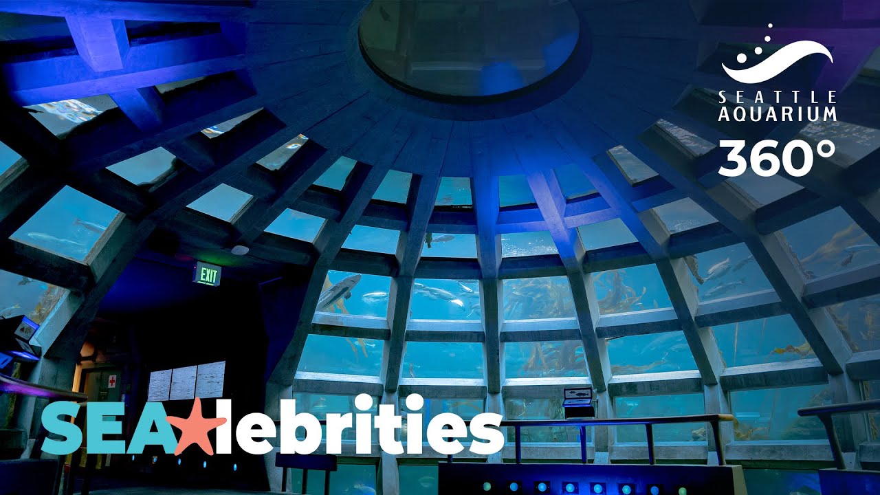 Underwater Dome 360° | Relax with SEAlebrities!
