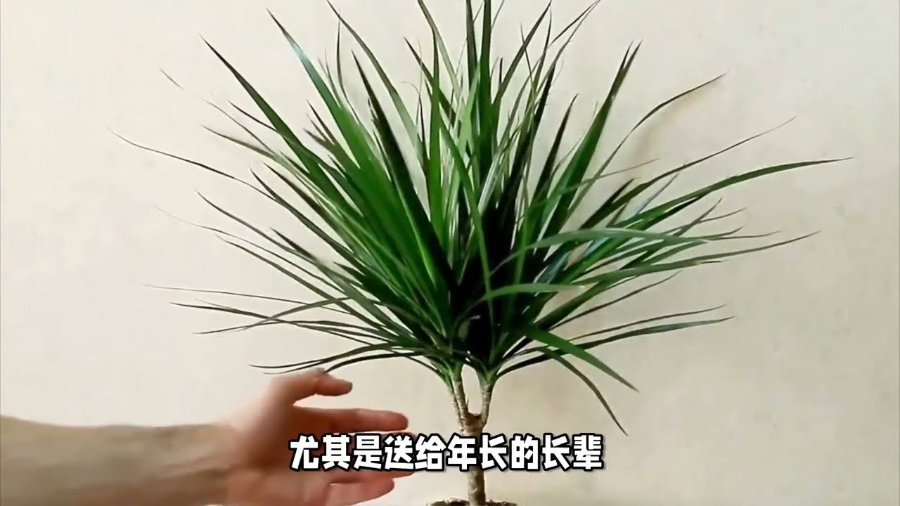 龙血树的寓意与风水