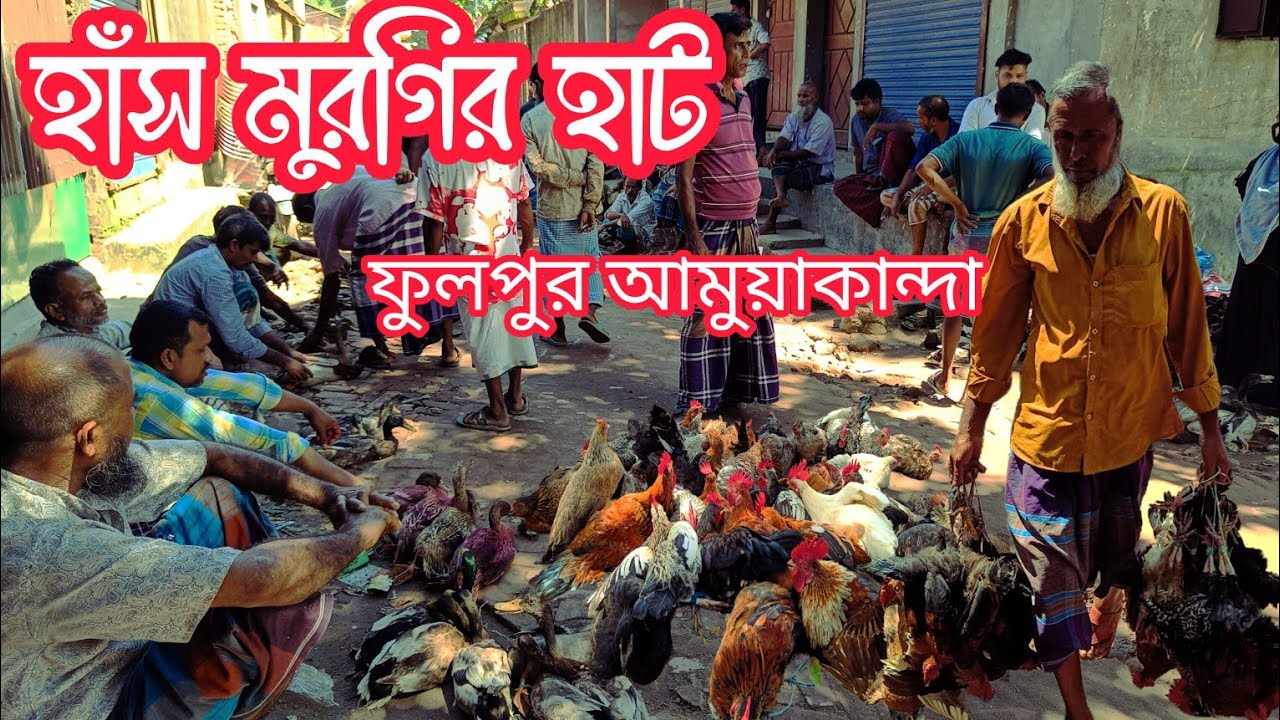  সস্তায় বিক্রি হচ্ছে দেশীয় হাঁস মুরগি ফুলপুর আমুয়াকান্দা ময়মনসিংহ। 