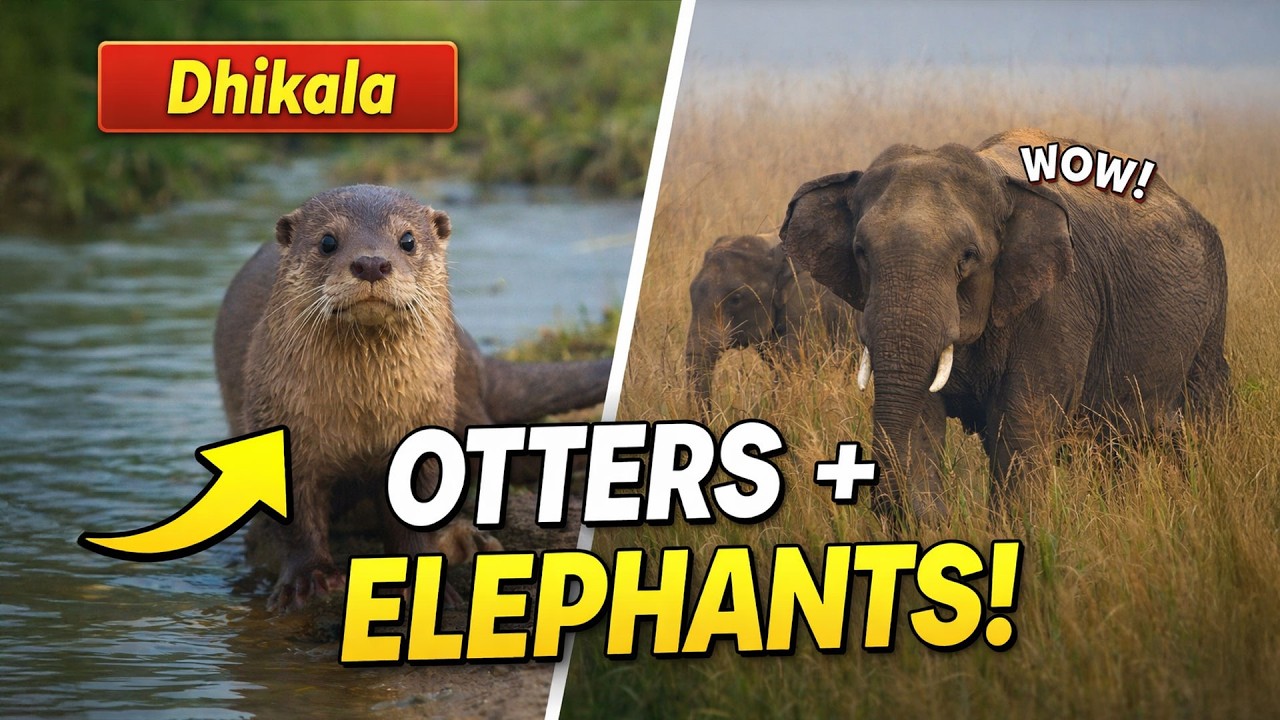 Big Giants & River Ninjas – WOW Safari Moments | Dhikala Zone | EP62