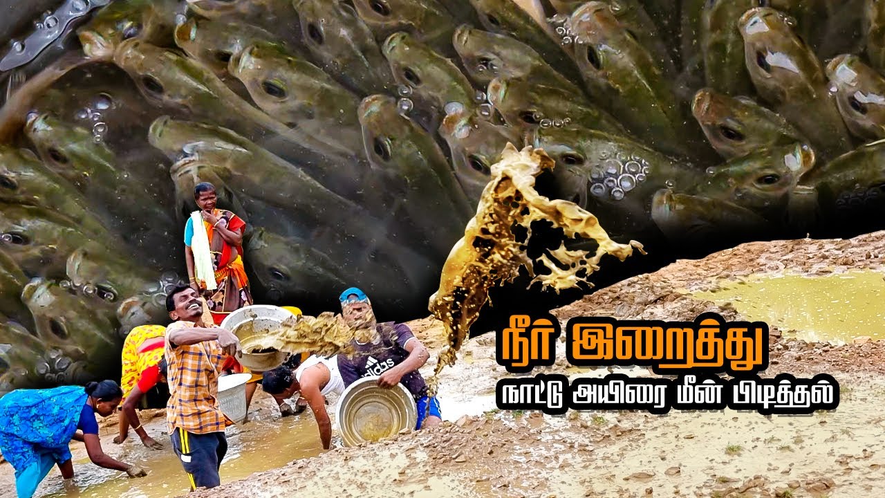 Рыбное карри «Четтинаду» от Вайрама Атты, приготовленное из выловленной и приготовленной в воде м...