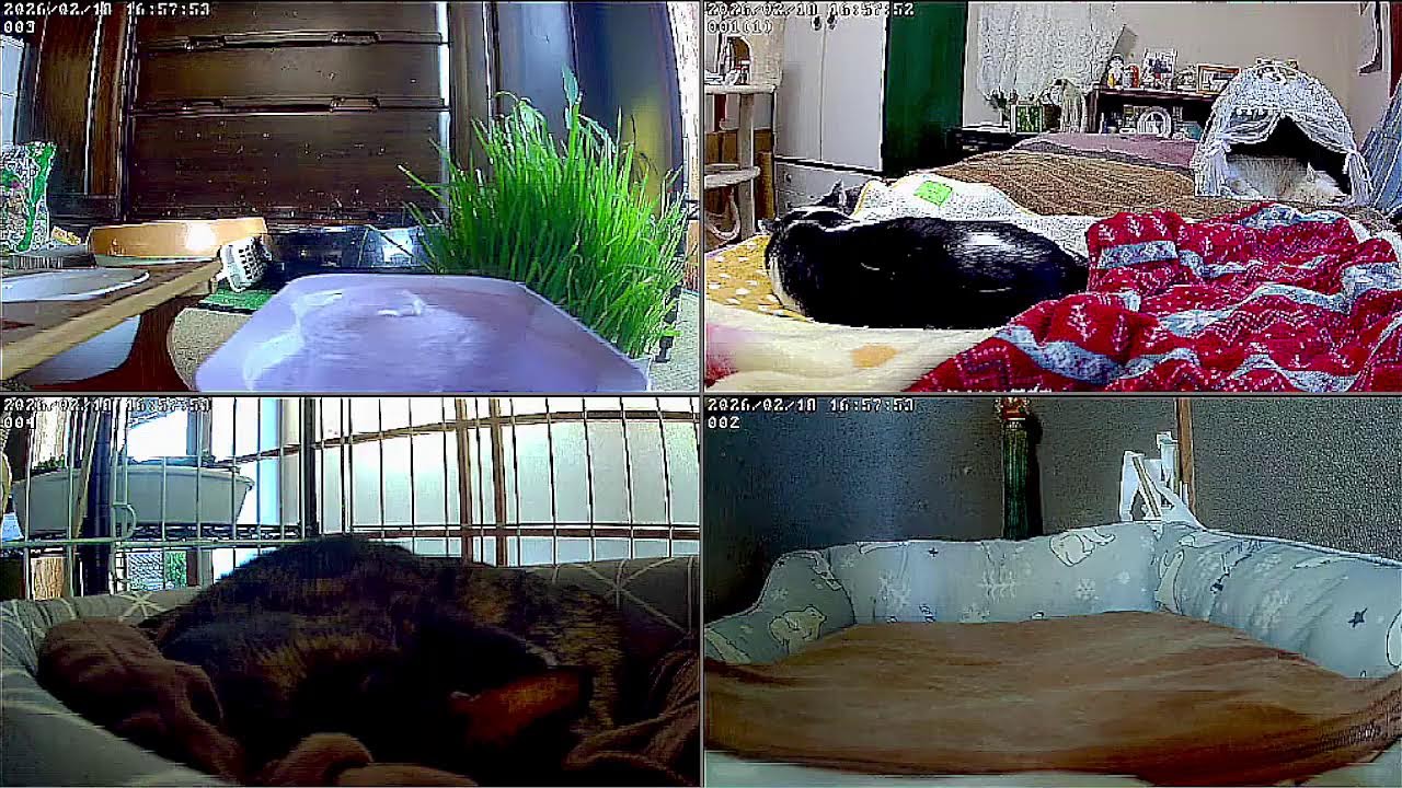 【24時間365日保護猫ライブ】　猫と焚火でリラックス。　猫と暖炉　野良猫から家猫へ 　保護猫5匹　癒し　ASMR 　 睡眠　cats live　焚き火