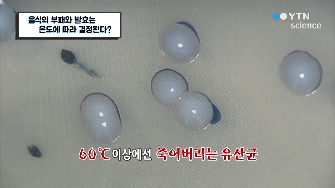 음식의 부패와 발효는 온도에 따라 결정된다? / YTN 사이언스