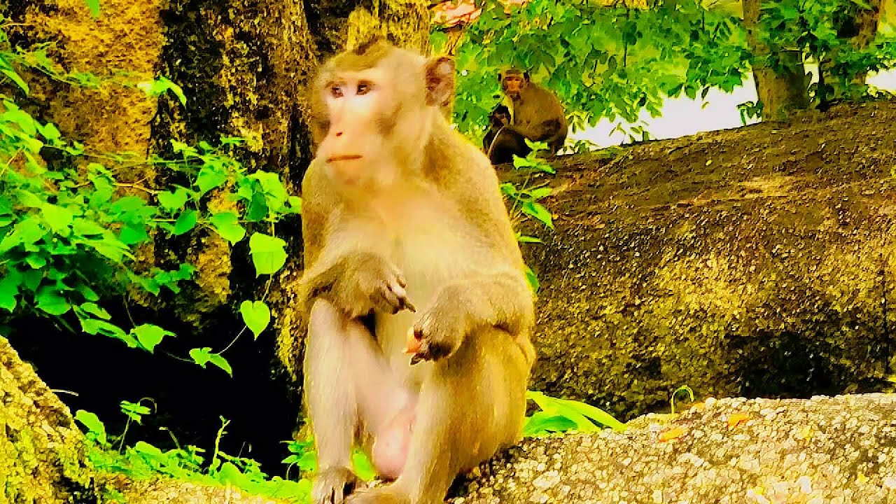 Father Kong Baabuu eating food on the mountain.