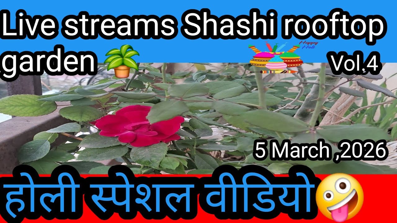 Shashi's rooftop garden  is live Vol.4 #gardening #garden #plants #shashirooftopgarden 