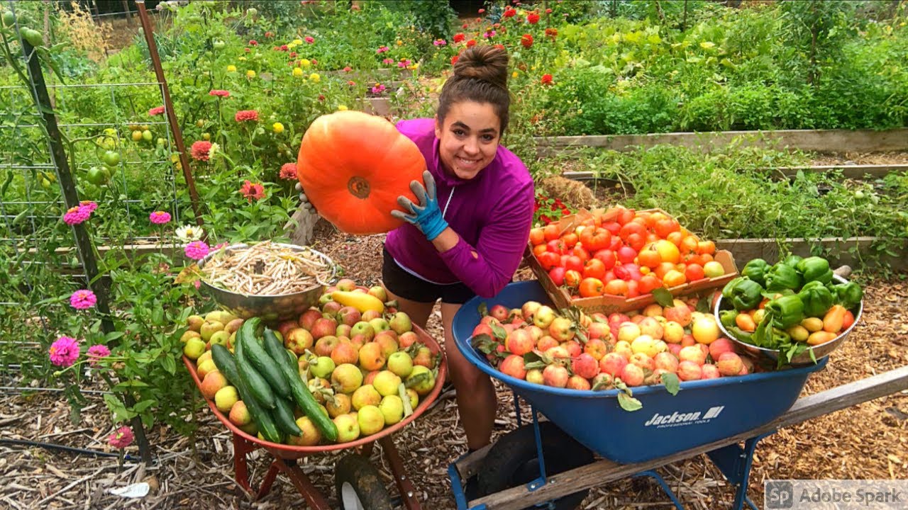 Massive Late Summer Garden Harvest and Seed Saving!
