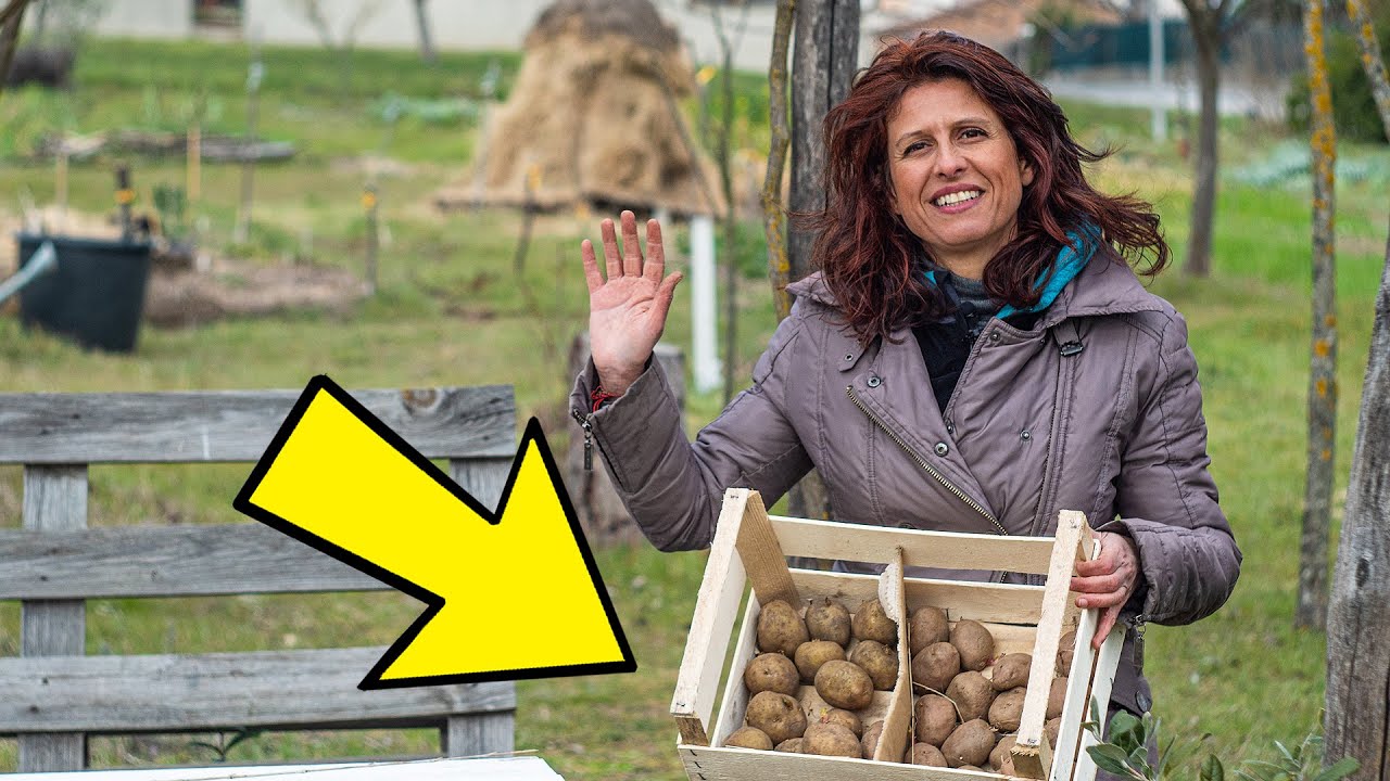 COLTIVARE PATATE NELL'ORTO. 4 METODI