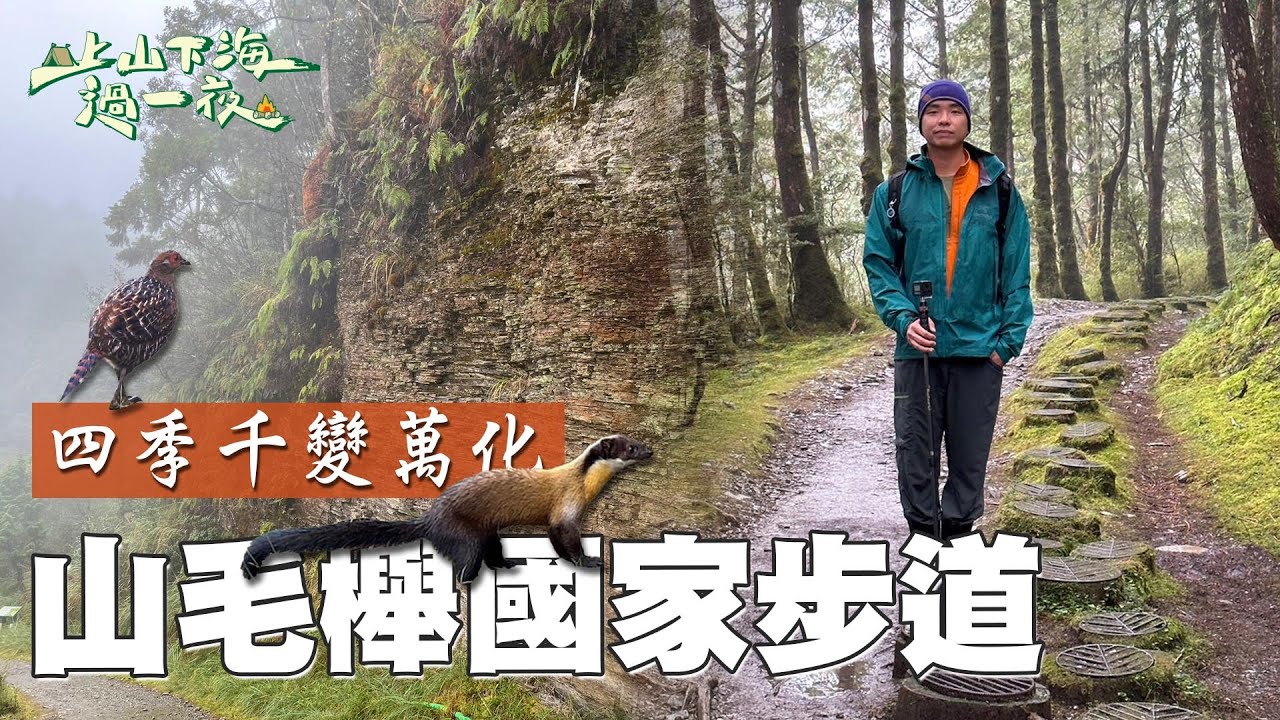黃金森林的山毛櫸步道 不用去日本也看得到！冰河時期珍貴孓遺植物 黃喉貂 帝雉 超可愛保育類隨處可見 隱藏在太平山的國寶級秘境｜上山下海過一夜 精華