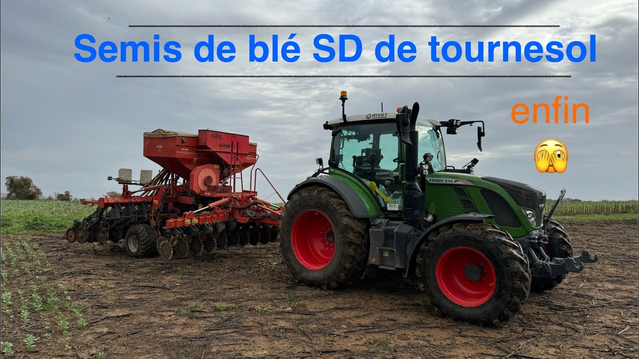 Semis direct de blé de tournesol, enfin 🫣