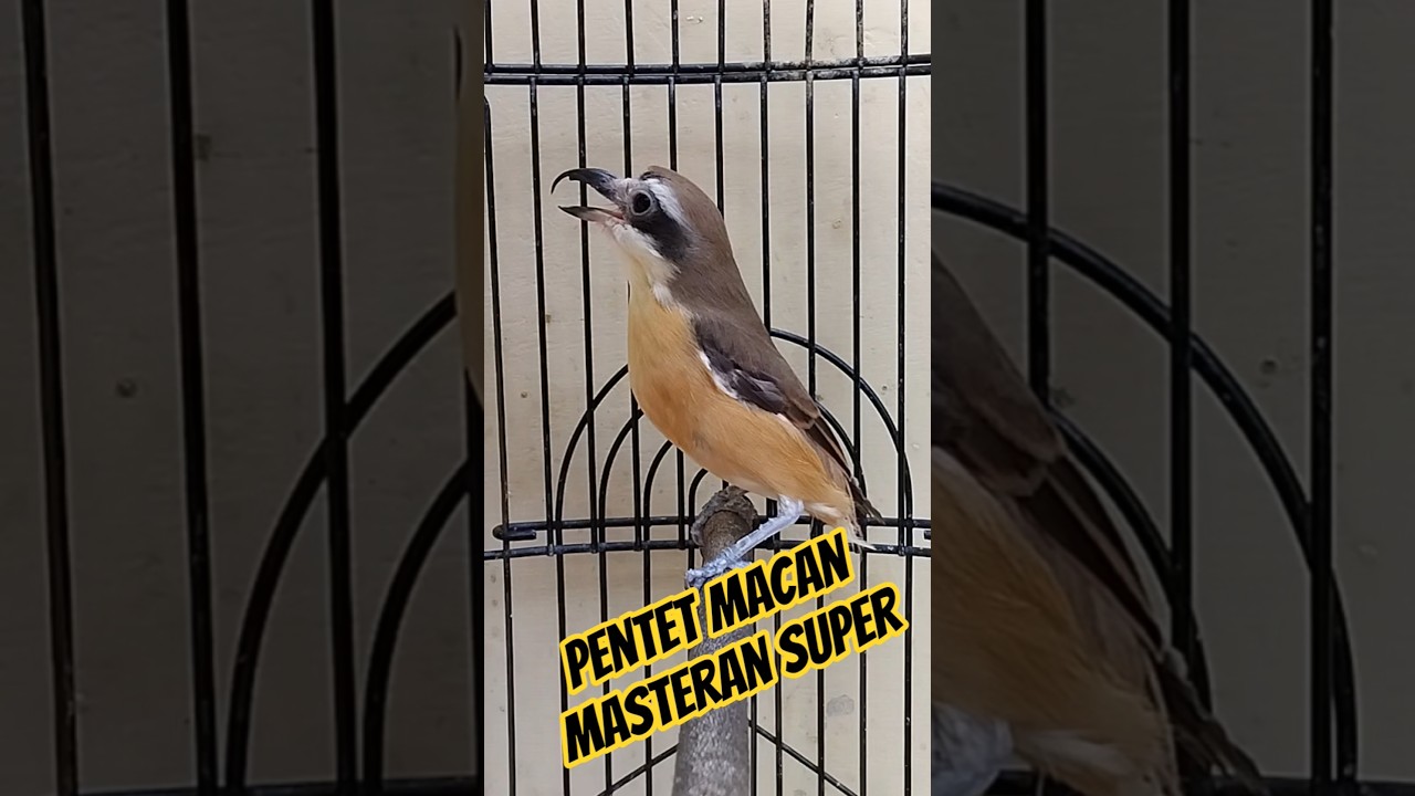 pentet macan,cendet macan gacor masteran murai #pentetmacan #pentetmania #masteranmuraibatu