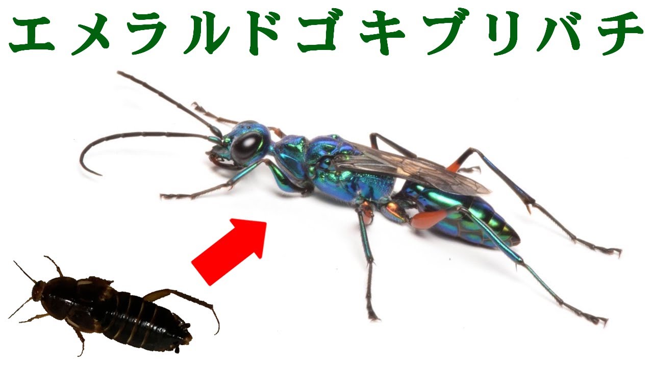 ゴキブリを洗脳する世界一美しい寄生蜂が恐ろしすぎた