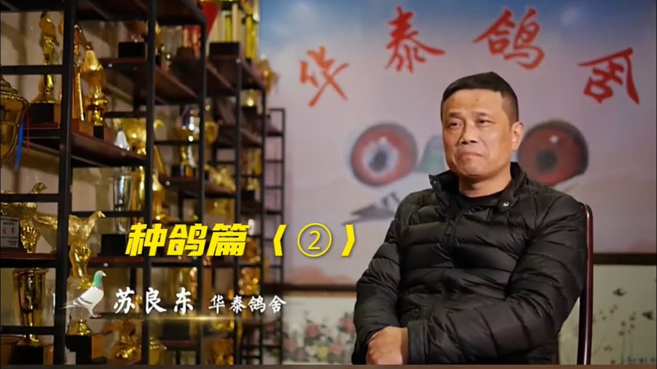 【赛鸽风云】温州顶级一线玩家，华泰鸽舍〈②〉种鸽篇