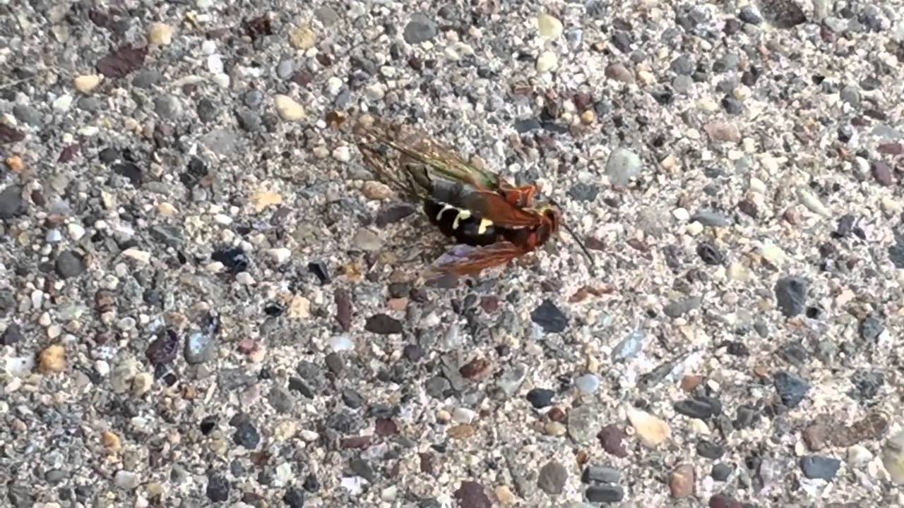 BIGGEST WASP EVER
