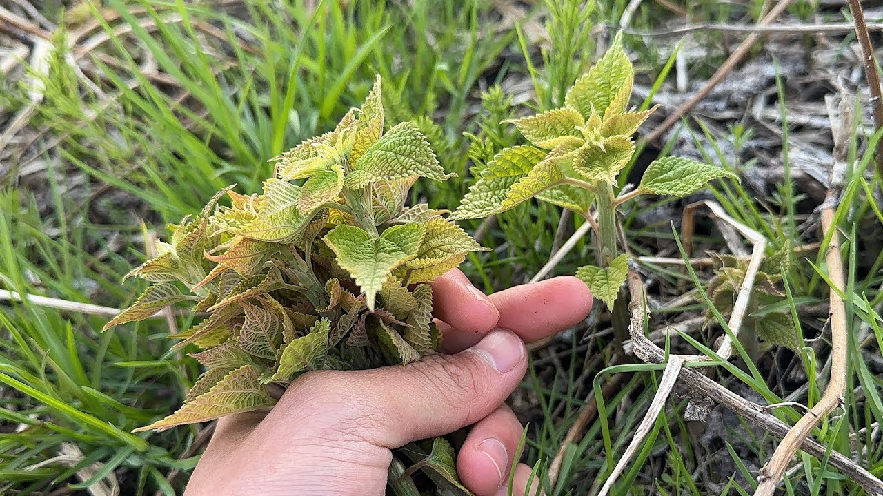 野草採り　カラムシの新芽とスギナの成葉を試食　天ぷら蕎麦