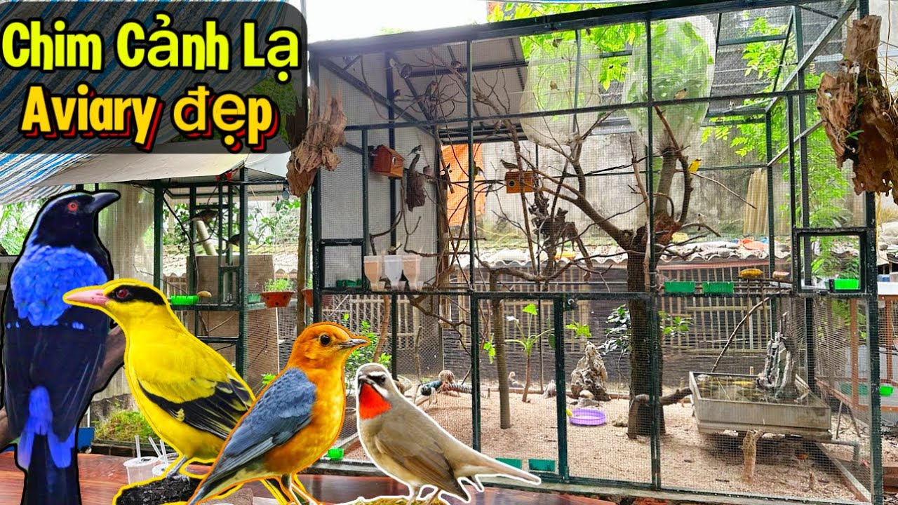 Nuôi Chim Cảnh Độc Đáo - Chiêm Ngưỡng Aviary gần 20 loài chim đa dạng & sạch đẹp || Đạt Bird TV