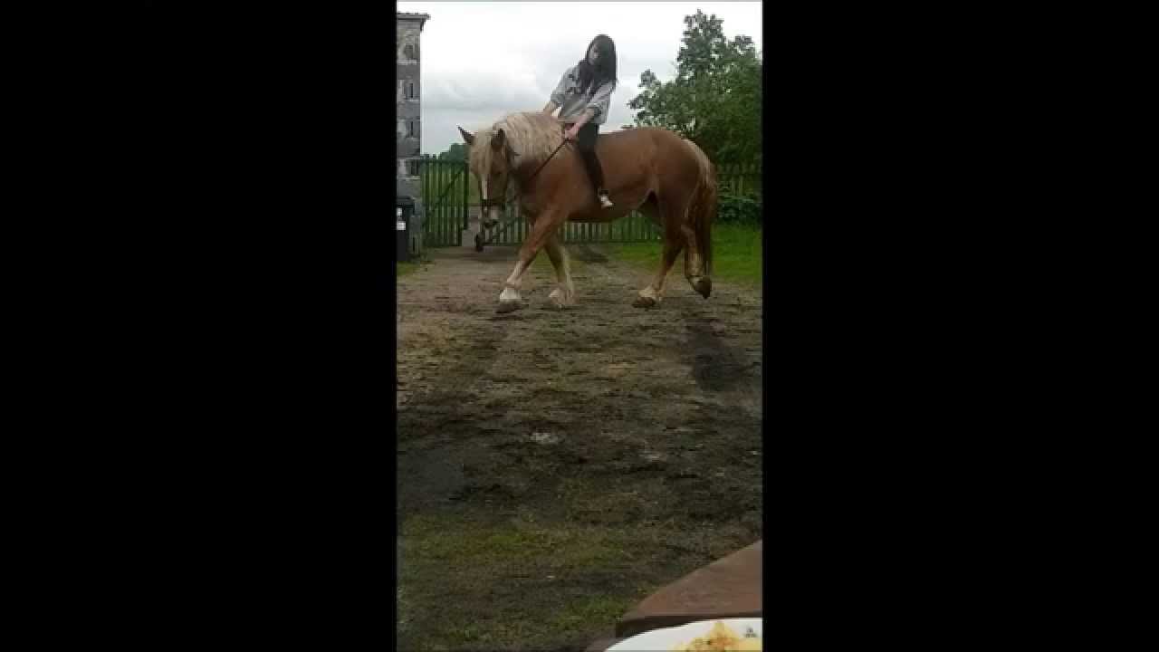 Jazda na klaczy zimnokrwistej  Zuzi