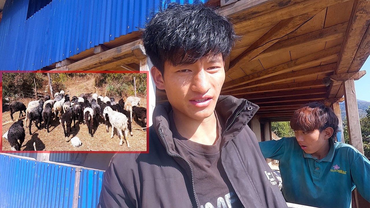 pastoral life of Nepal @pastorallifeofnepal