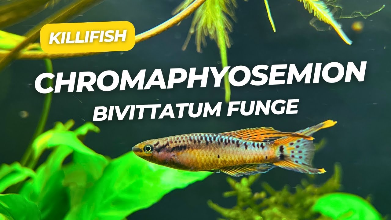 Volwassen Chromaphyosemion Bivittatum Funge killivissen