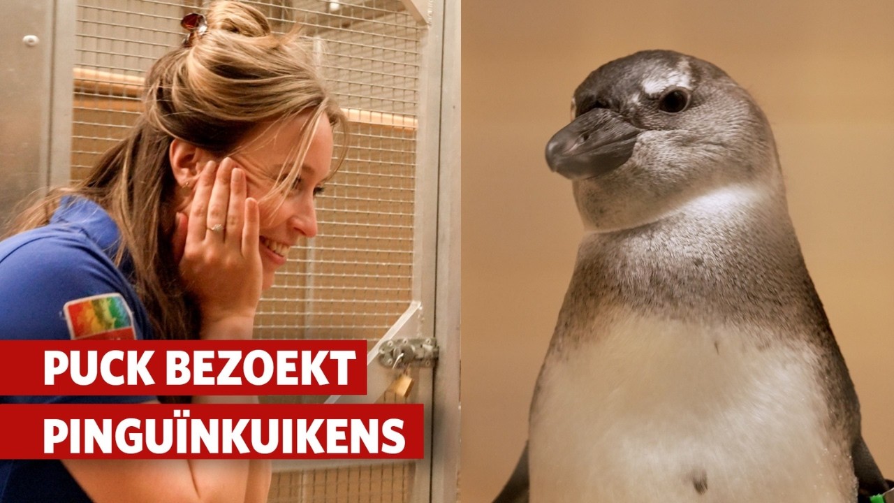 Donzige pinguïnkuikens leren vis eten 🐧 | Burgers’ Zoo achter de schermen