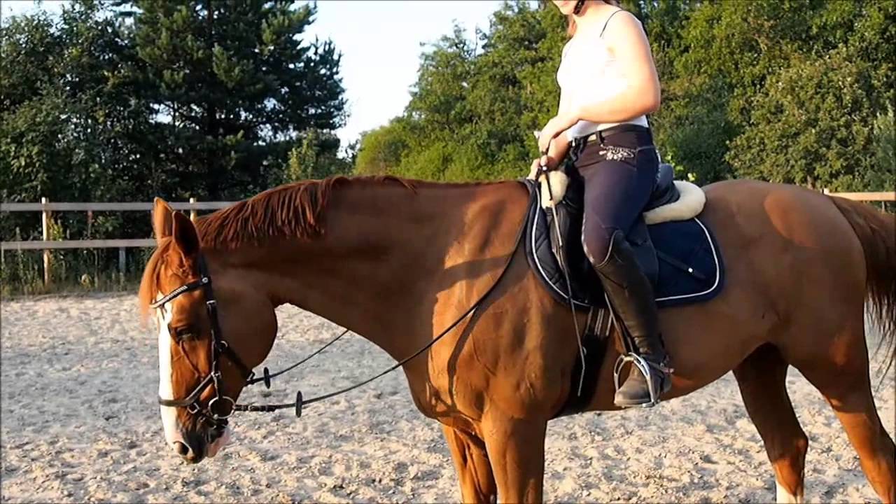 Tiia ratsastaa Aadan Champilla -videopostaus