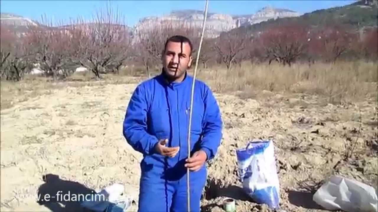 Aşılı Meyve Fidanı Dikilirken Kök ve Tepe Budaması Nasıl Olmalıdır