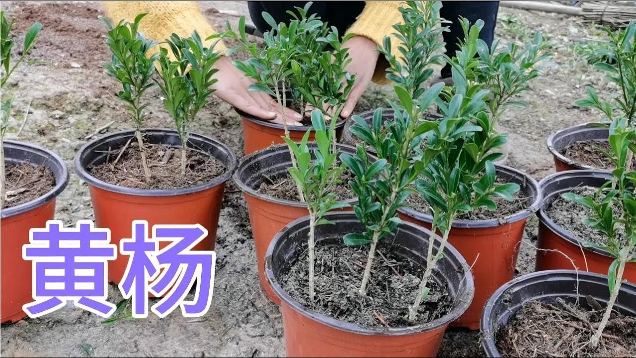 雀舌黄杨的繁殖方法有哪些？扦插成活率高吗？小朱又插下20株