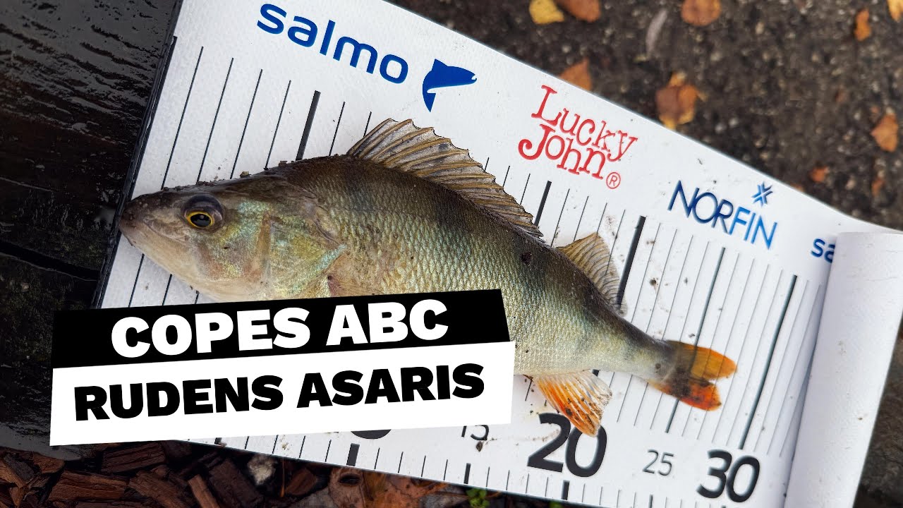 COPES ABC: Rudens asaris & zandarts. Cope tālā distancē.