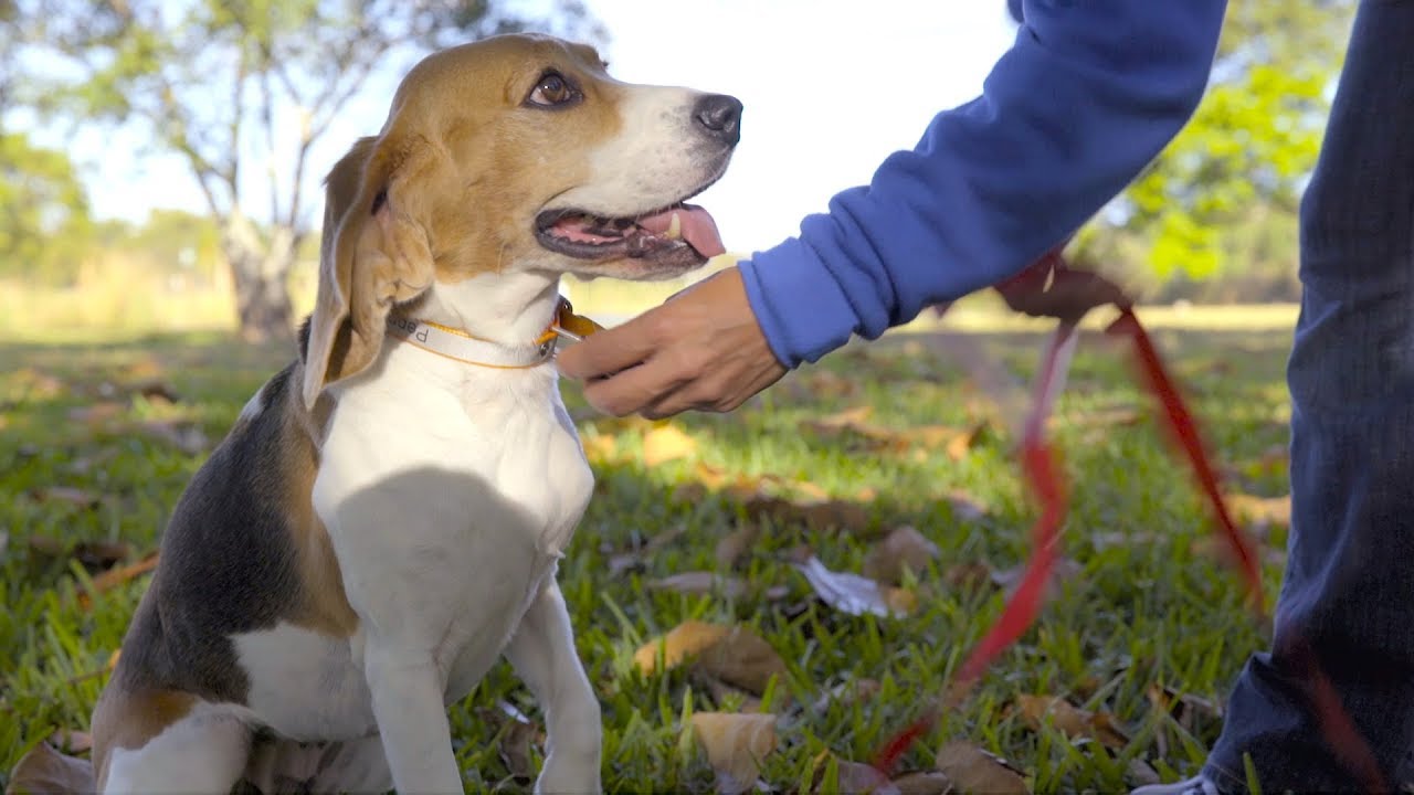 Wigzi Dog Leashes | Chewy