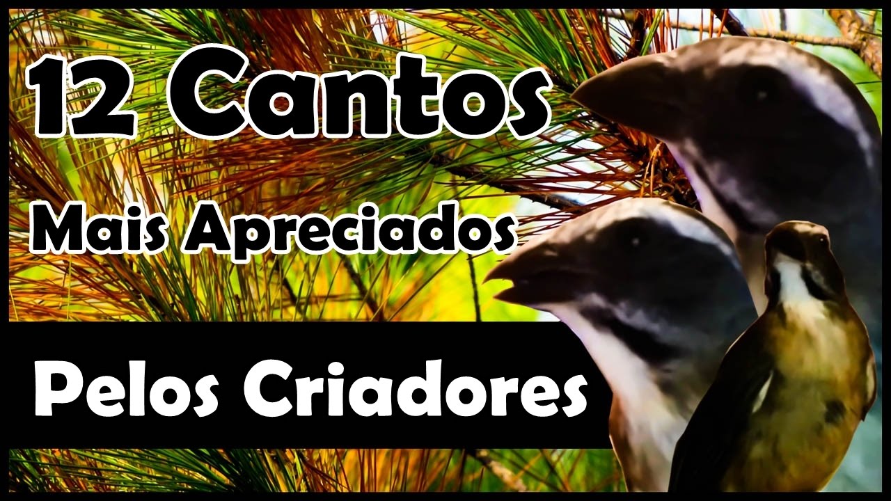 CANTOS DE TRINCA FERRO MAIS APRECIADOS PELOS CRIADORES(TOP 12)