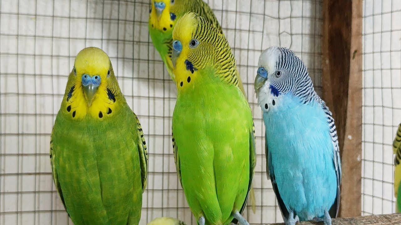 12 hr Budgie Sounds for Lonely birds to make them happy