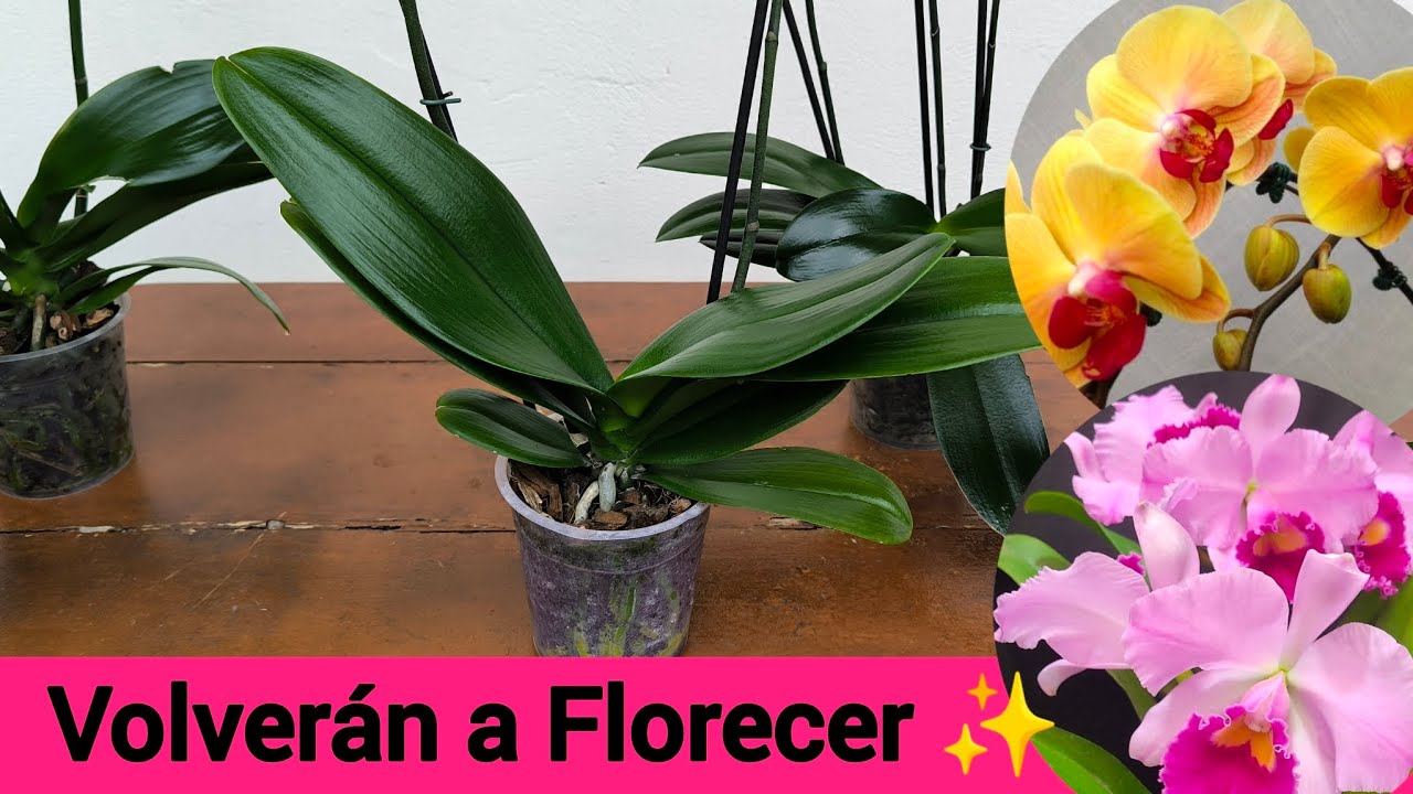 Tus Orquídeas con NUEVAS Y MAS FLORES 🌸 Tratamiento Definitivo ✨