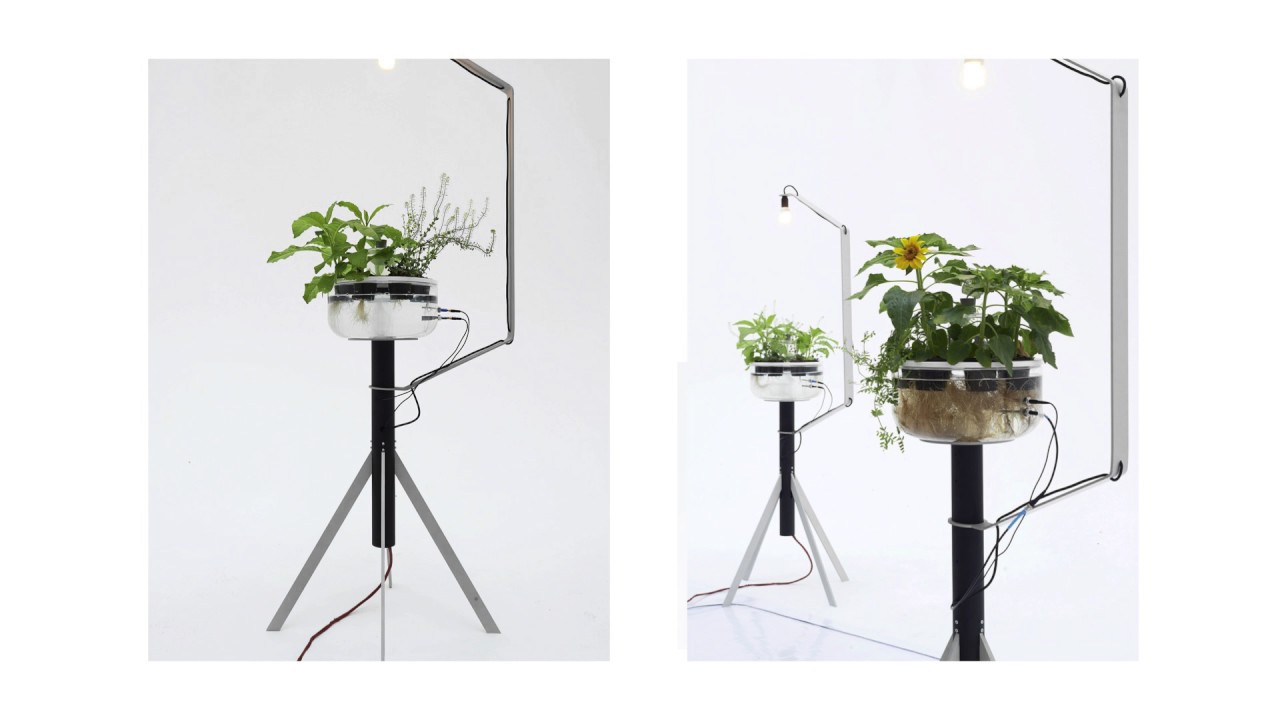 Le piante dei soldi | Gionata Gatto & Giovanni Innella | TEDxNapoli