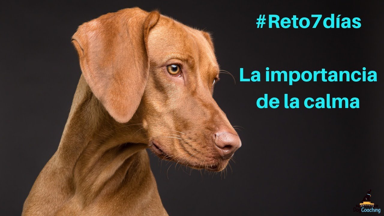 Vídeo 7 del #Reto7días - La importancia de la calma
