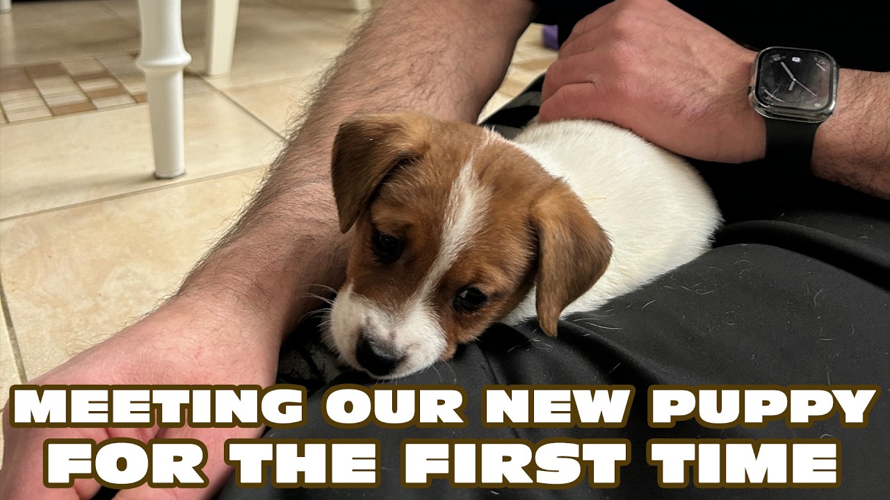The Moment We Met Our New Jack Russell Terrier Puppy!