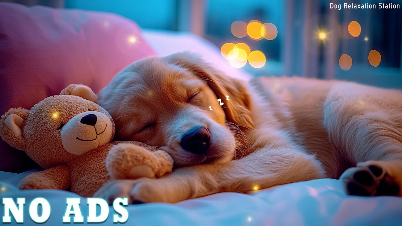 🐶12 Hours Of Dog Calming Music ❄️Peaceful Winter Night 🎵Soft Anxiety Relief Music No Ads