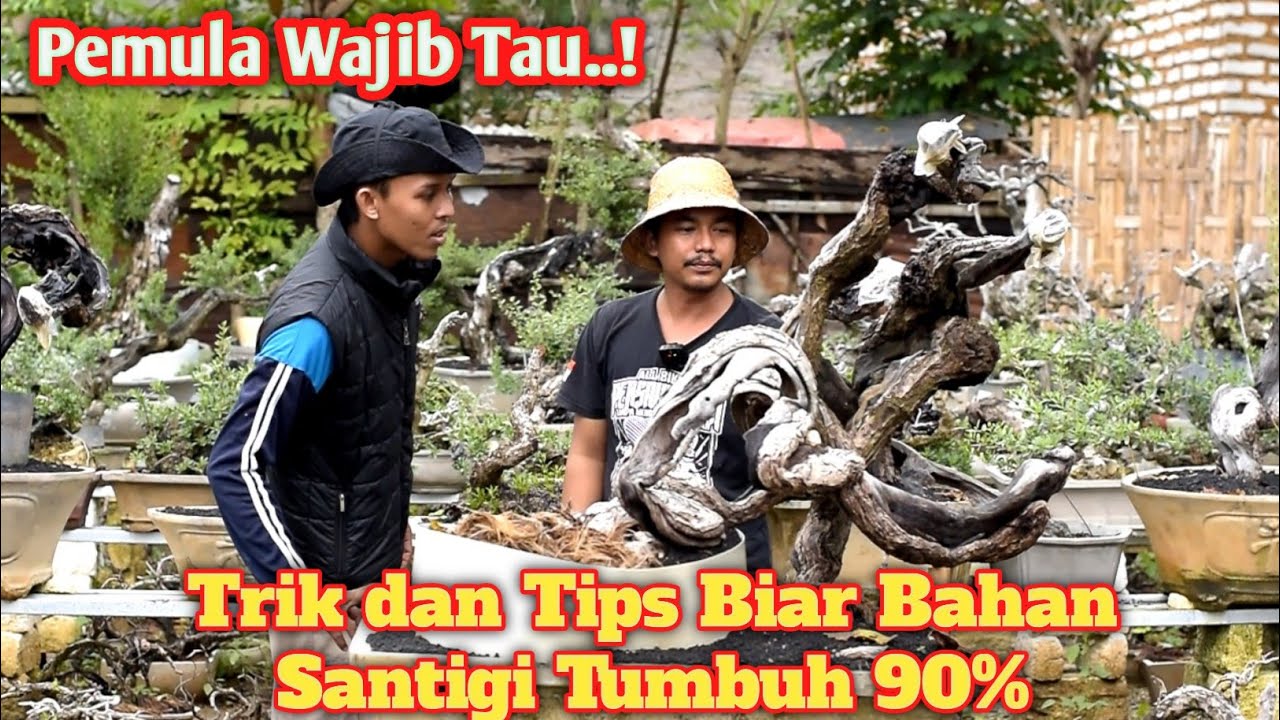 Trik dan tips Bahan Bonsai Santigi biar Hidup dan subur 90% bagi pemula #belajarbonsai