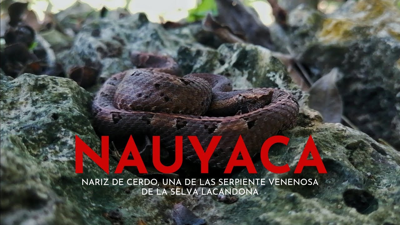 Nauyaca nariz de cerdo, UNA RARA SERPIENTE VENENOSA DE LA SELVA LACANDONA