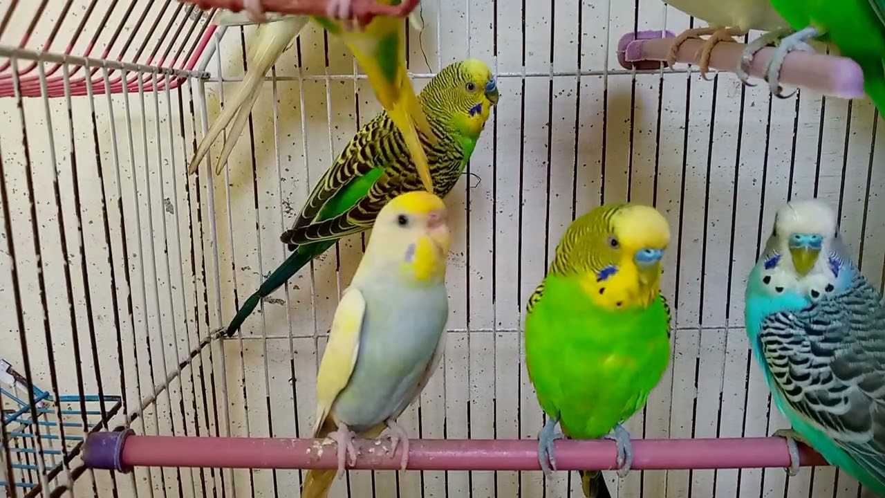 Budgies ❣️#viralvideo 🦜parrothome 😊#trendingvideo 