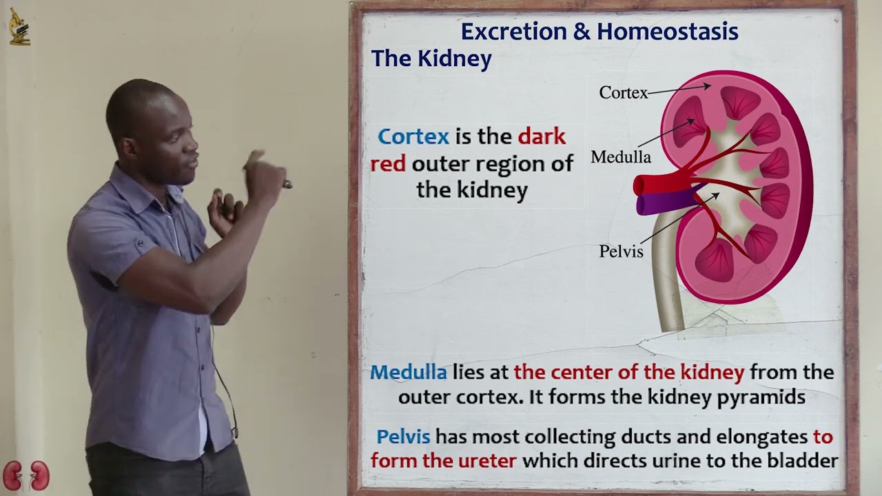 28. Parts of the Kidney Biology Form 2