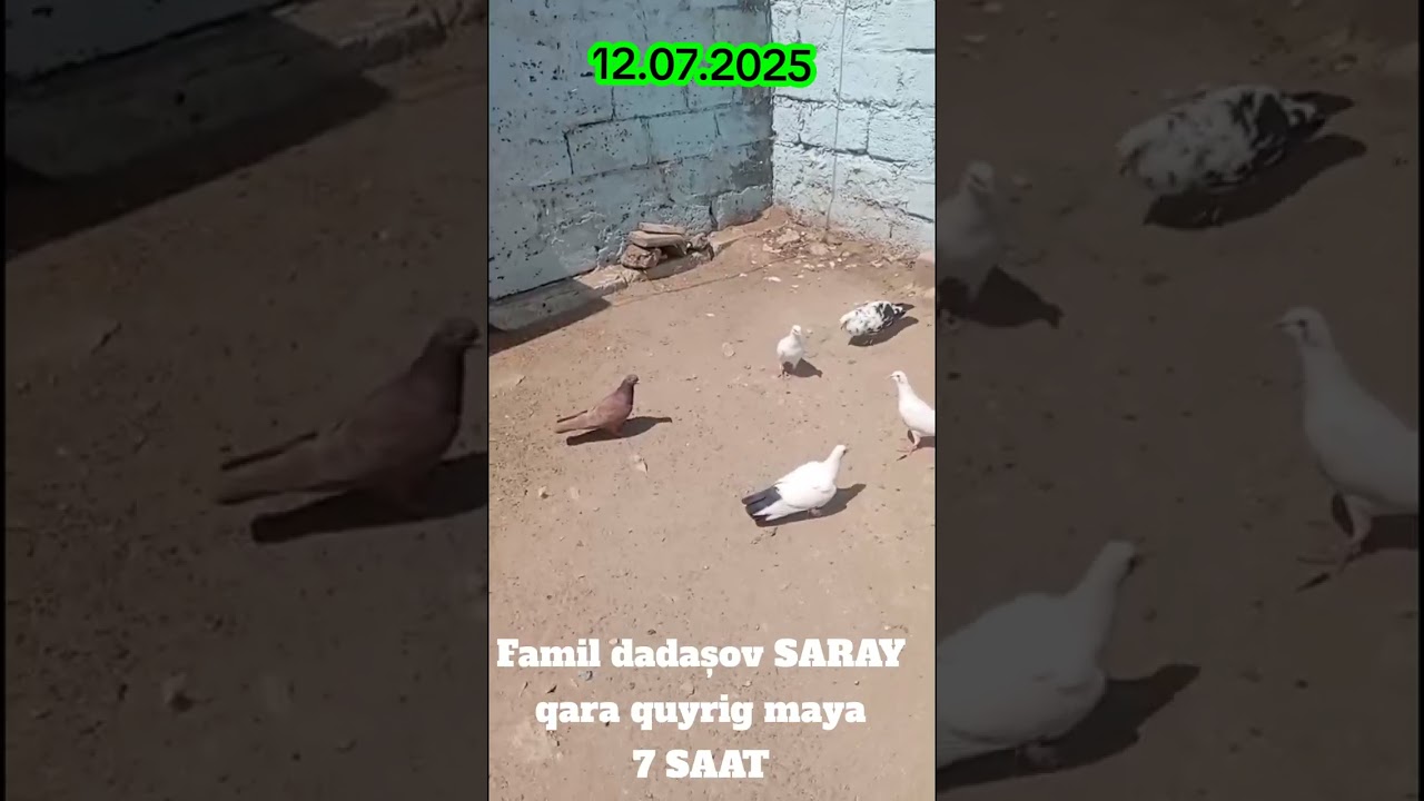FAMİL DADASOV SARAY KENDİ MASALLAH 12.07.2025