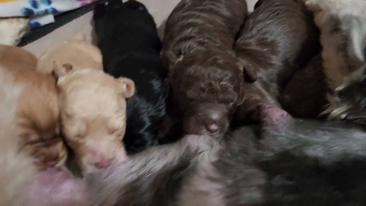 Siri & Hero Pups 9 Great Day's Old!