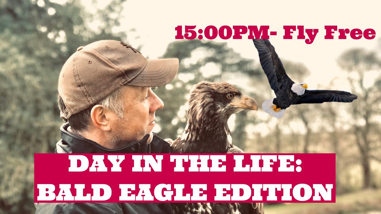 DAY IN THE LIFE: Of a Bald Eagle, Eagle Falconry, Bald Eagle Flying